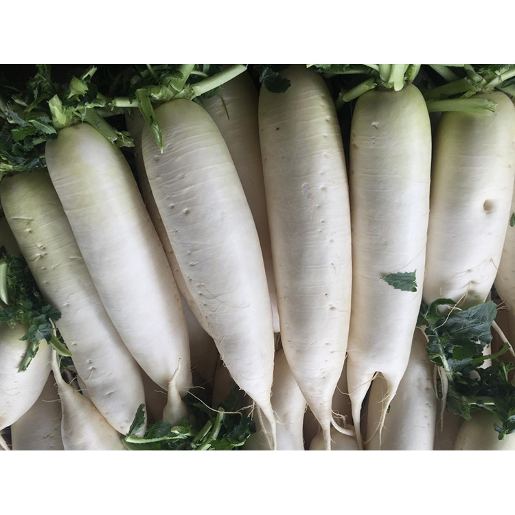 Tutki New Crop Fresh Radishin ravintoarvoa immuniteetin parantamiseksi ja syöpäsolujen kasvun estämiseksi